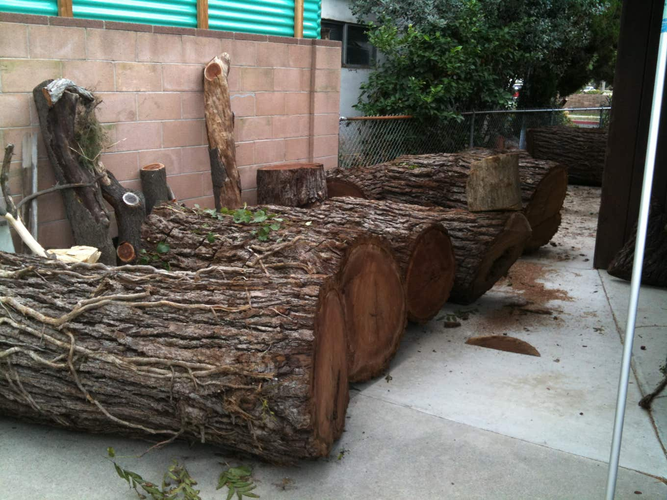 Picture of the walnut logs the day they were cut down before they were carved into a life size chainsaw woodcarving