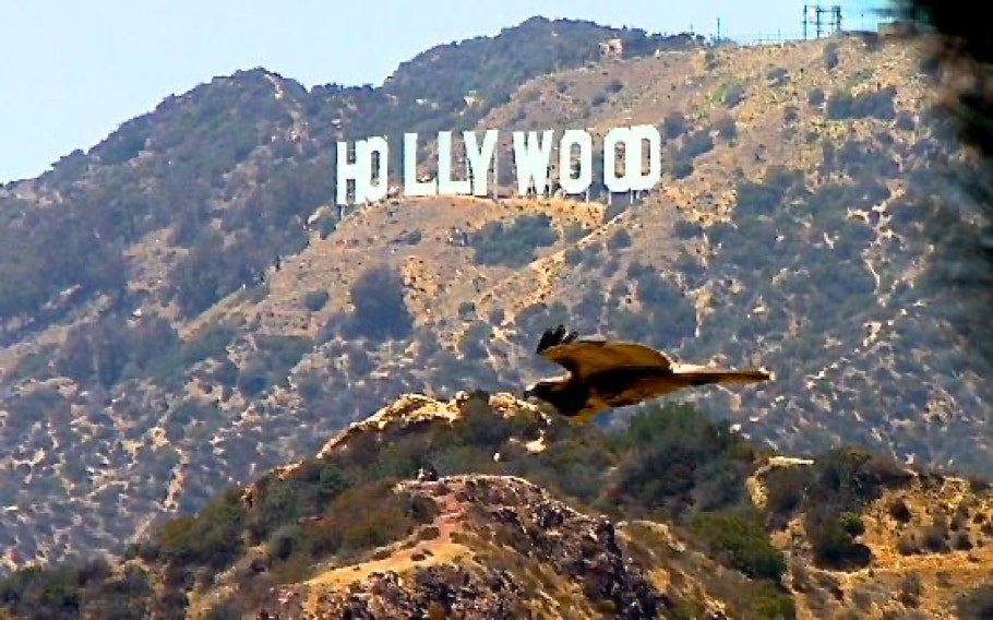 Hawk flying by the Hollywood Sign